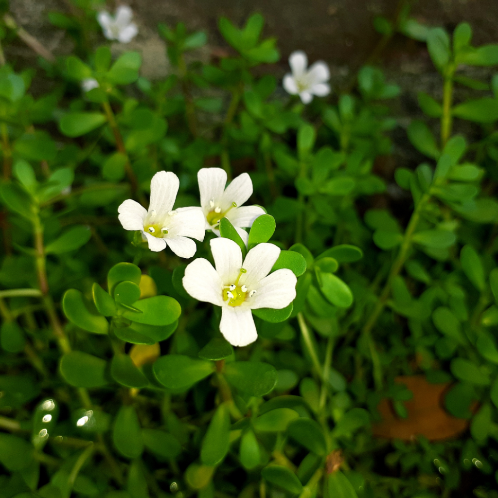 2. Brahmi (Centella asiatica and Bacopa monnieri)