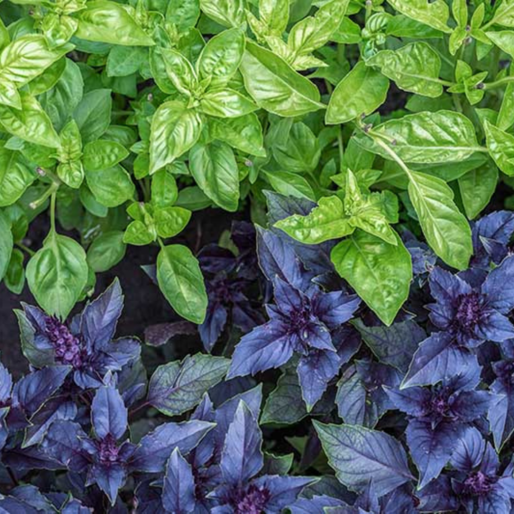 3. Basil Leaves (Ocimum basilicum)